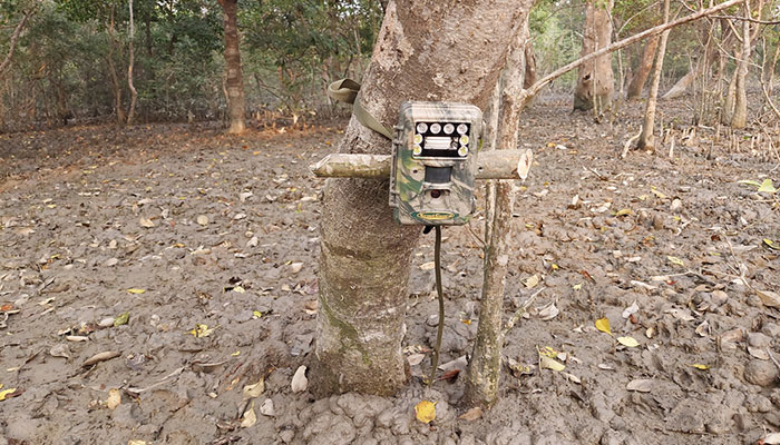 সুন্দরবনে বাঘ গুনতে বসছে ক্যামেরা